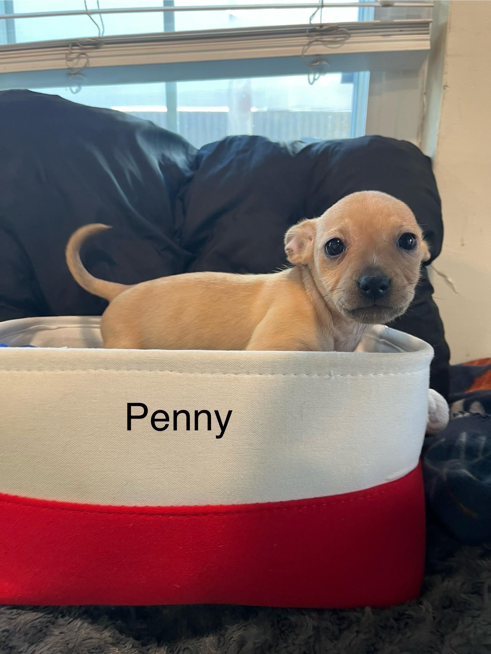 Penny, adopted, Puppy Female Chihuahua.