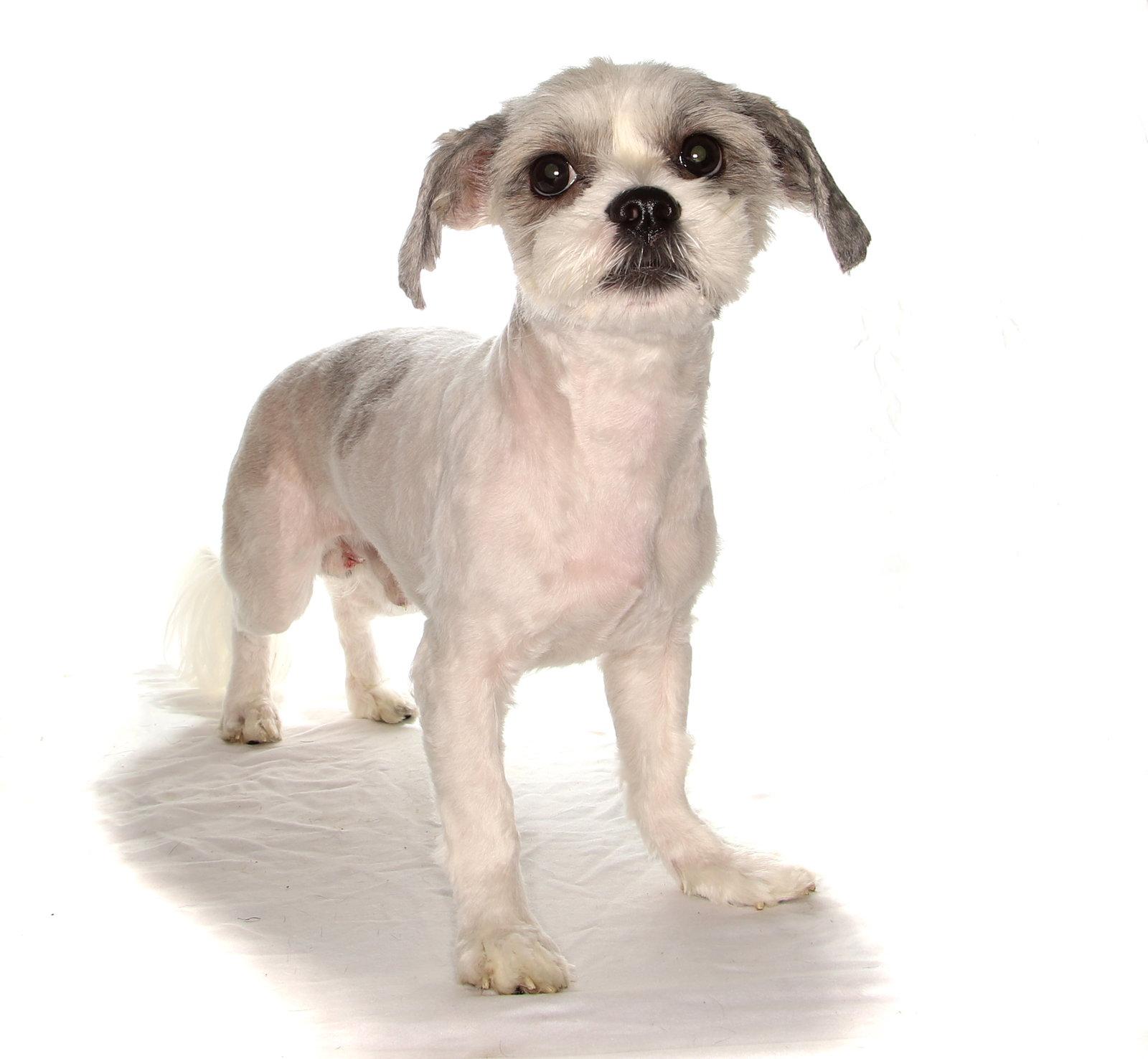 Gio, a Adopted Shih Tzu in Oakland Park, FL image 2/3