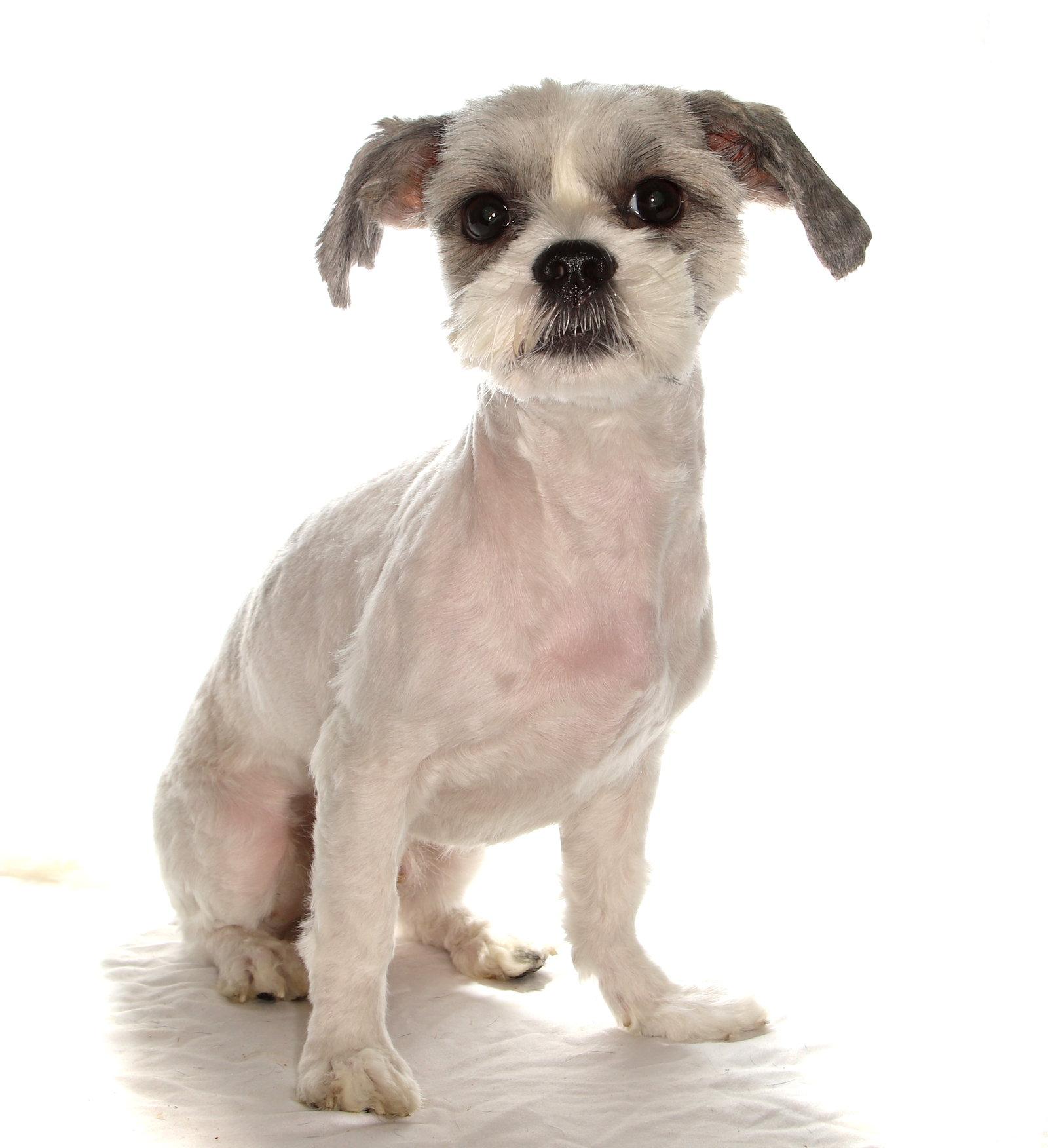 Gio, a Adopted Shih Tzu in Oakland Park, FL image 3/3