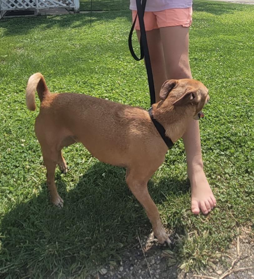 Enlarge Benny, a ADOPTABLE Mixed Breed in Maineville, OH image 3/5