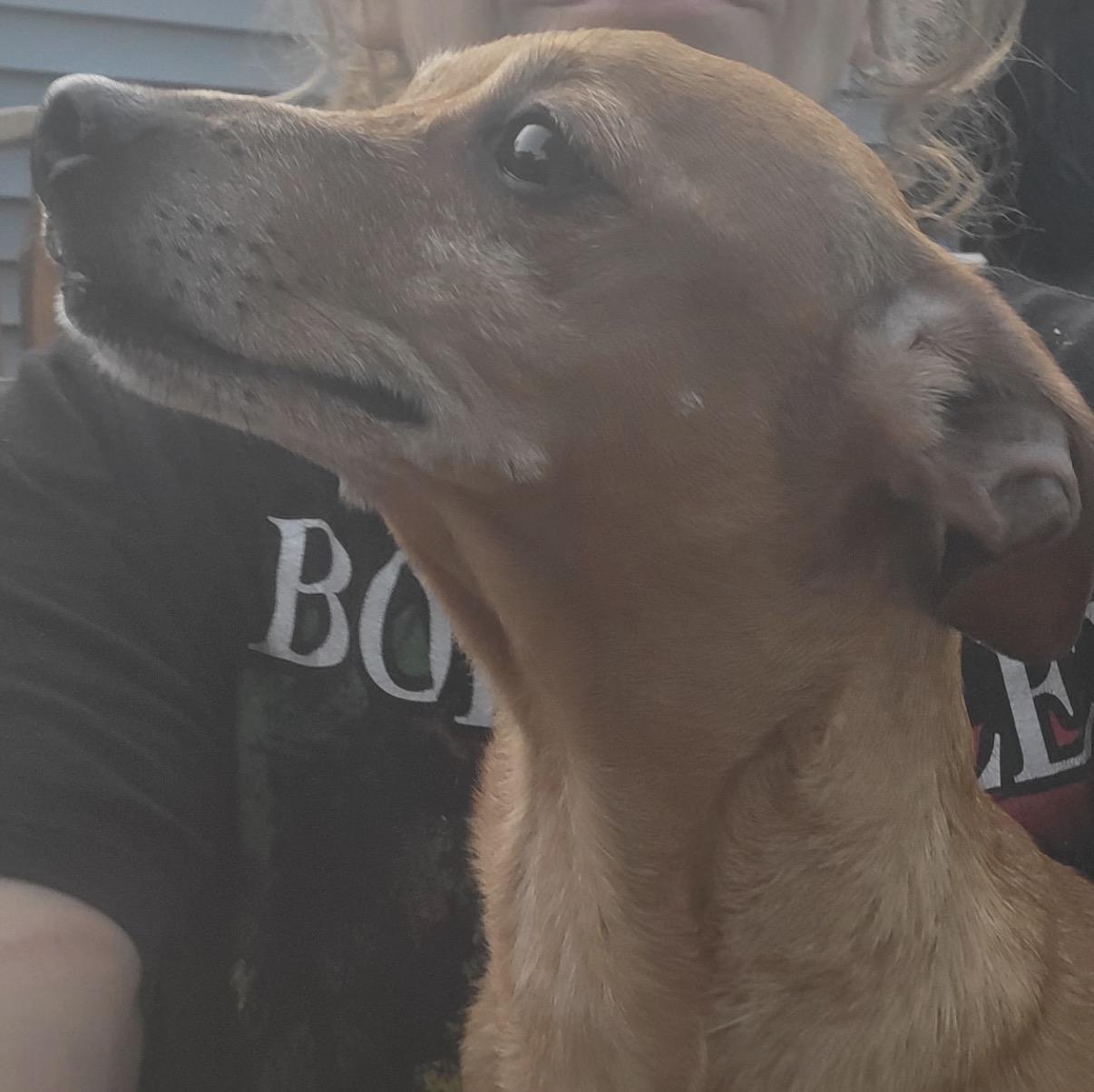 Enlarge Benny, a ADOPTABLE Mixed Breed in Maineville, OH image 2/5