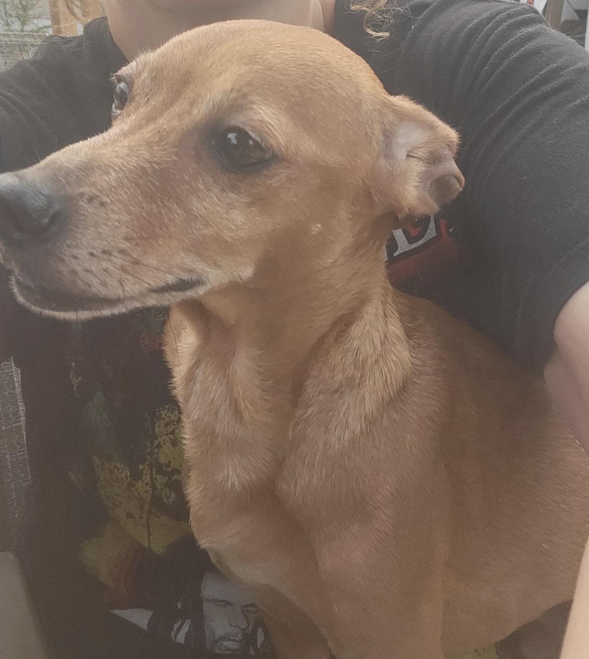 Enlarge Benny, a ADOPTABLE Mixed Breed in Maineville, OH image 5/5
