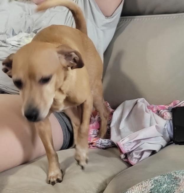 Enlarge Benny, a ADOPTABLE Mixed Breed in Maineville, OH image 4/5