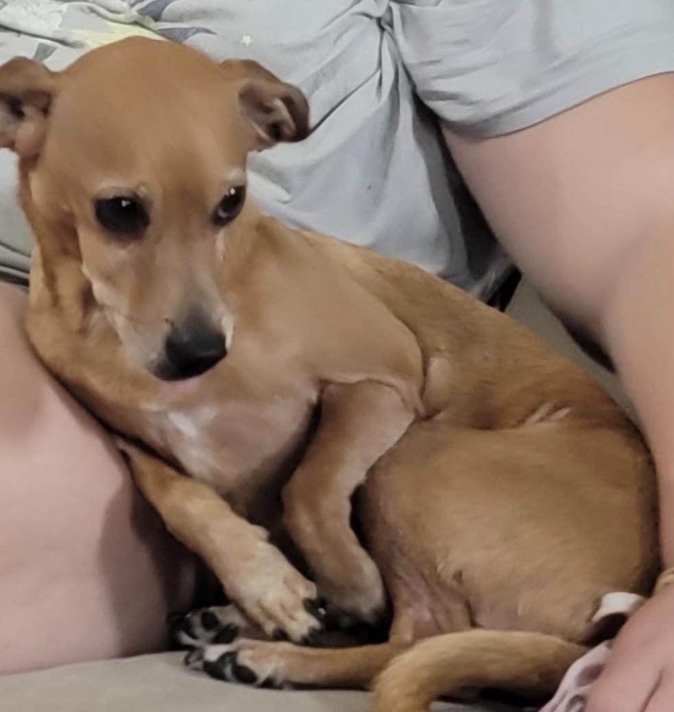 Enlarge Benny, a ADOPTABLE Mixed Breed in Maineville, OH image 1/5