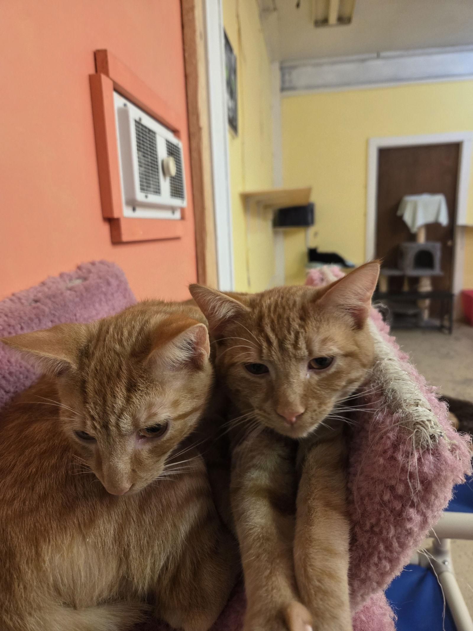 Miney, Adoptable, Adult Male Tabby.