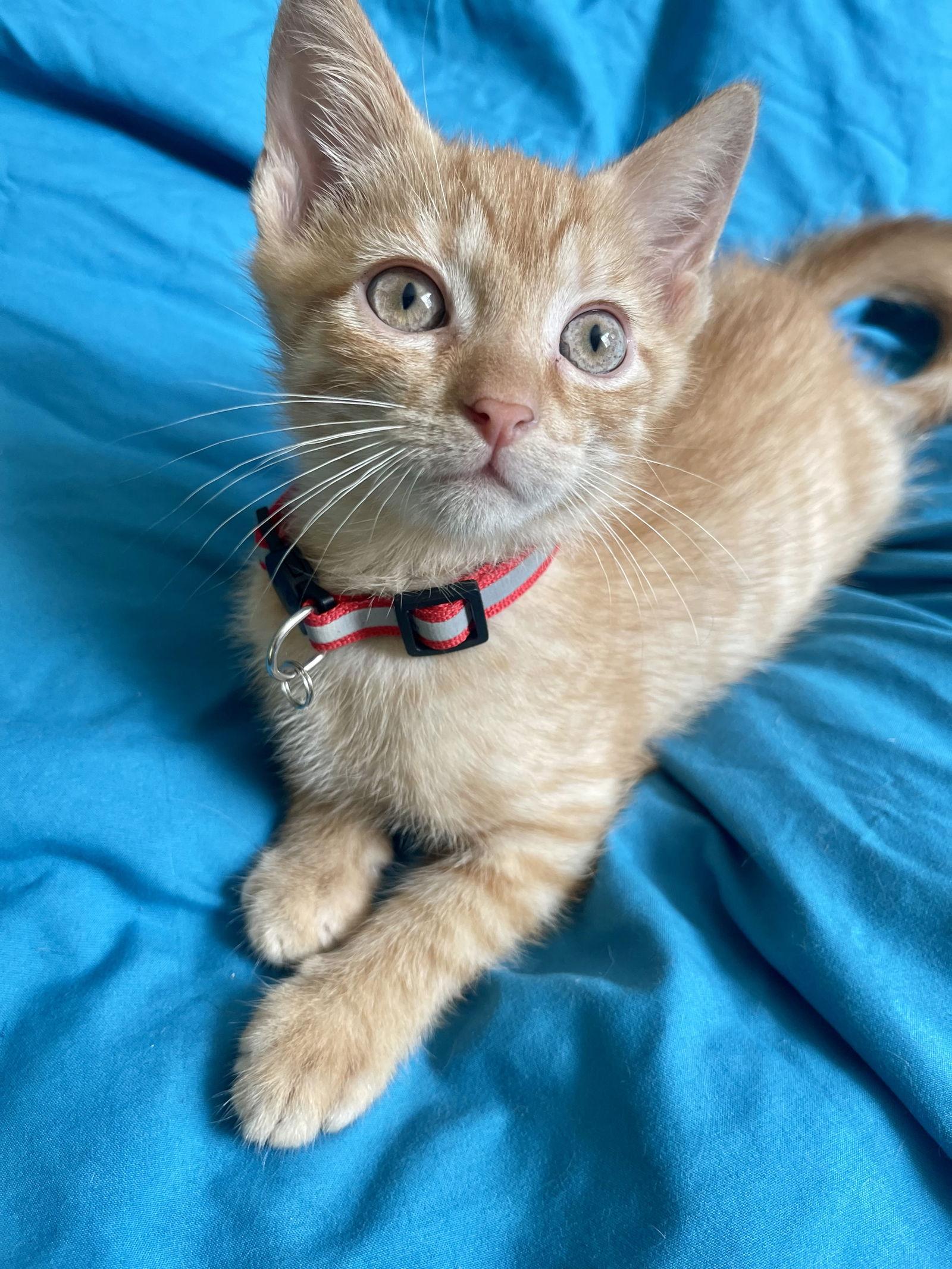 Miney, a Adoptable Tabby in Flint Hill, VA image 2/3