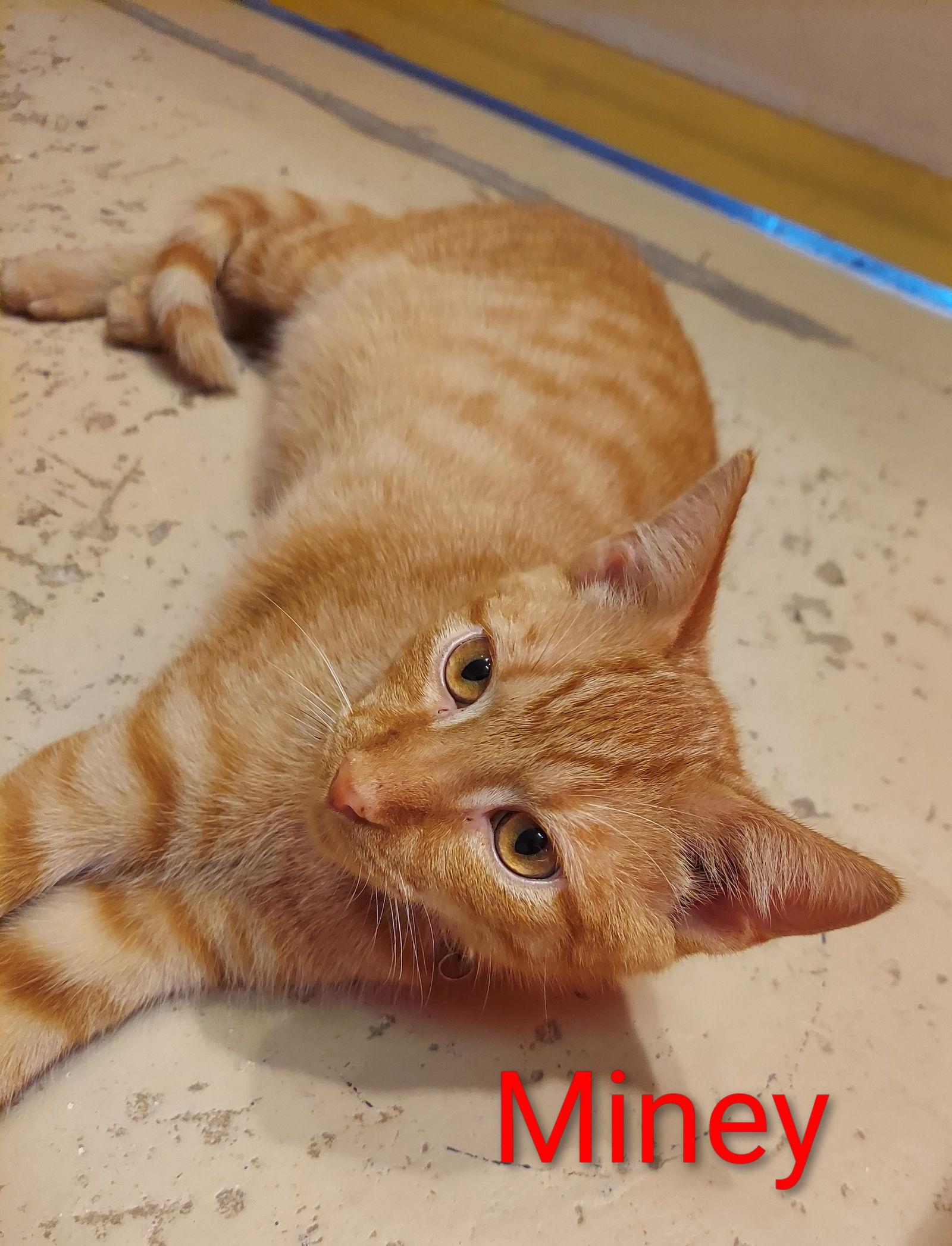 Miney, a Adoptable Tabby in Flint Hill, VA image 3/3