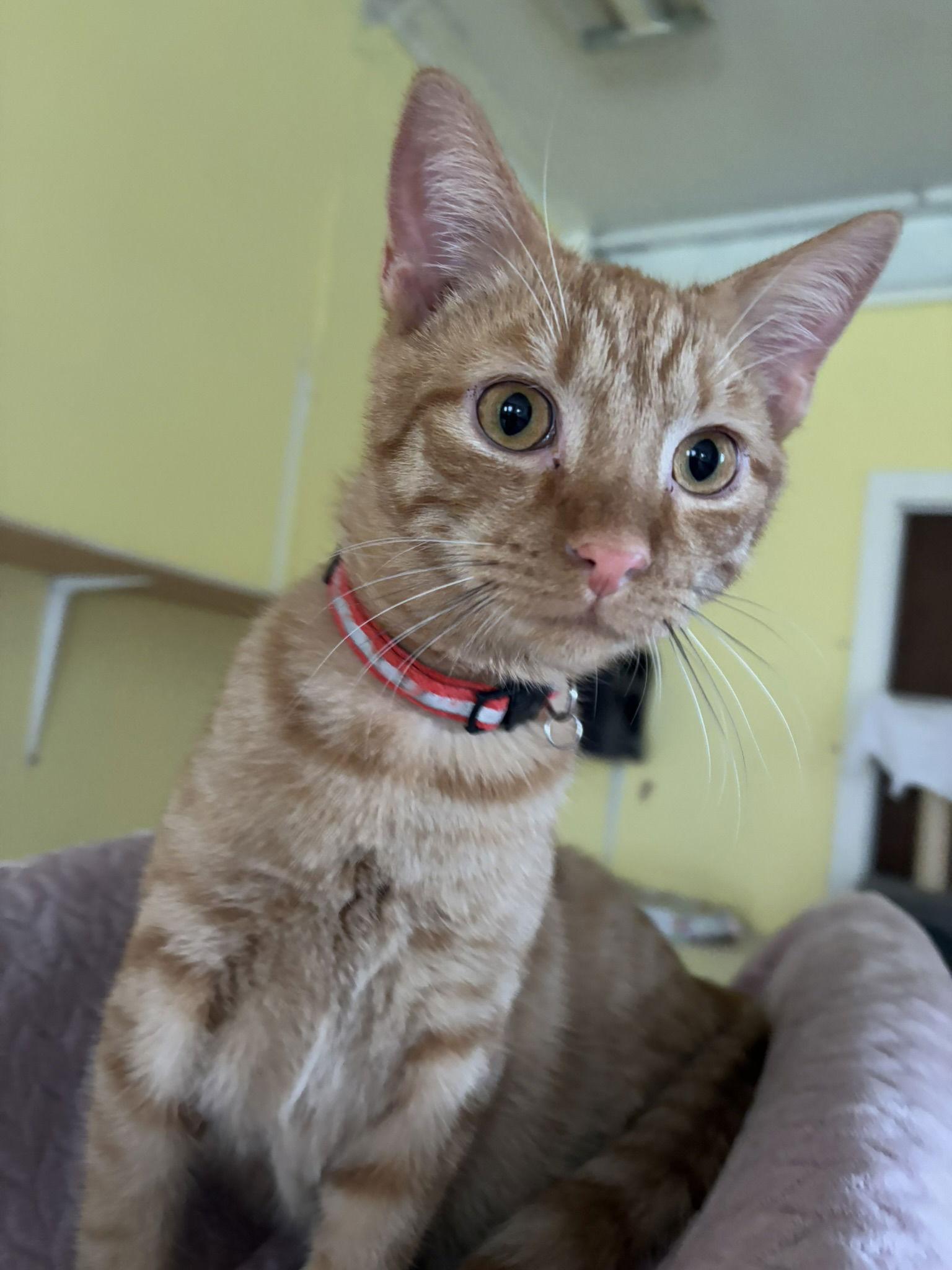 Enlarge Miney, a Adoptable Tabby in Flint Hill, VA image 3/3