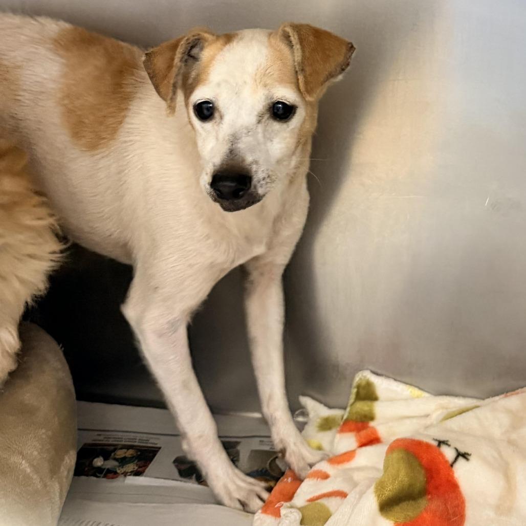 Nina, Adoptable, Senior Female Chihuahua & Mixed Breed.