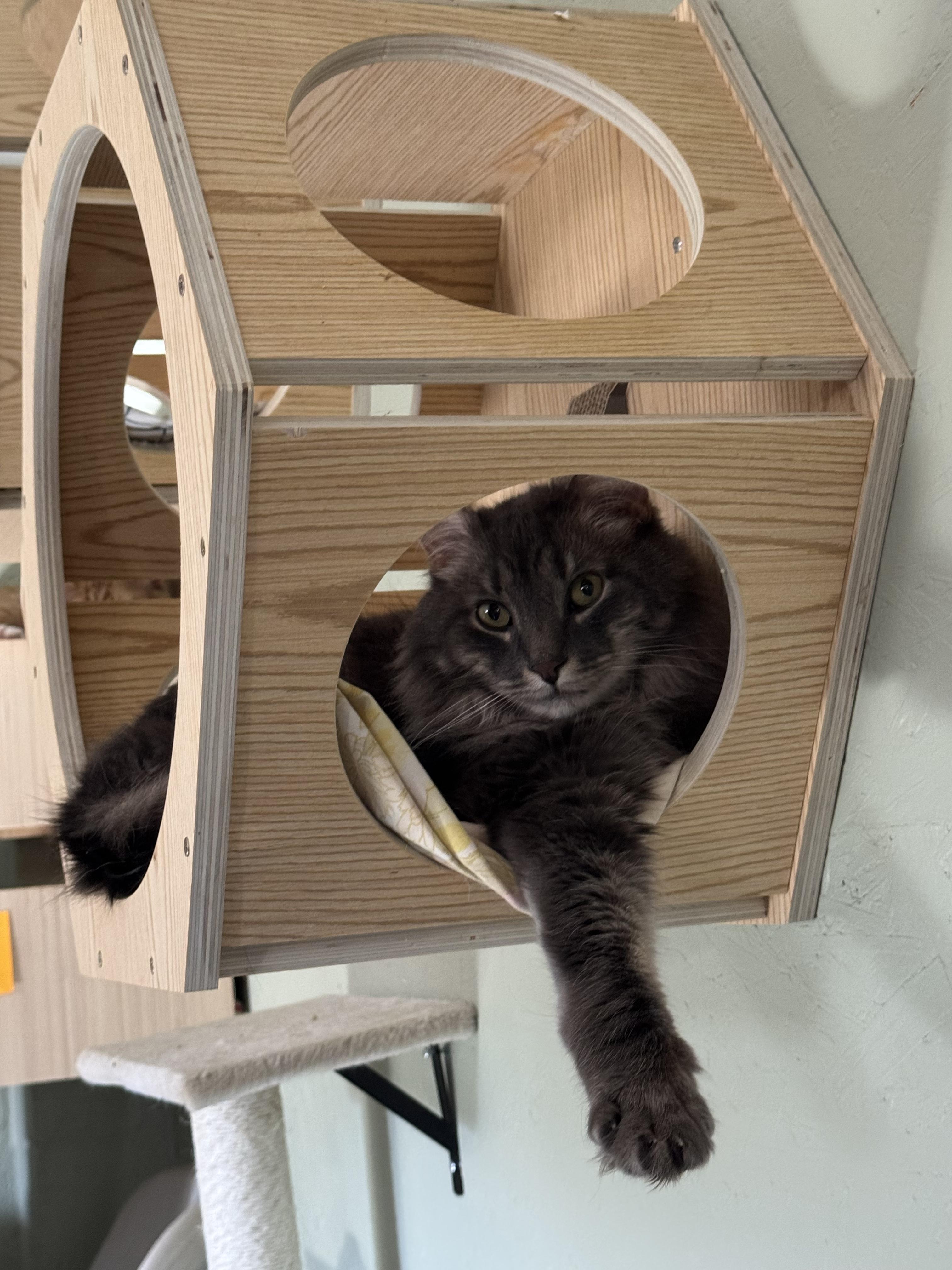 Enlarge Blue, an adopted Domestic Medium Hair in North East, MD image 3/3