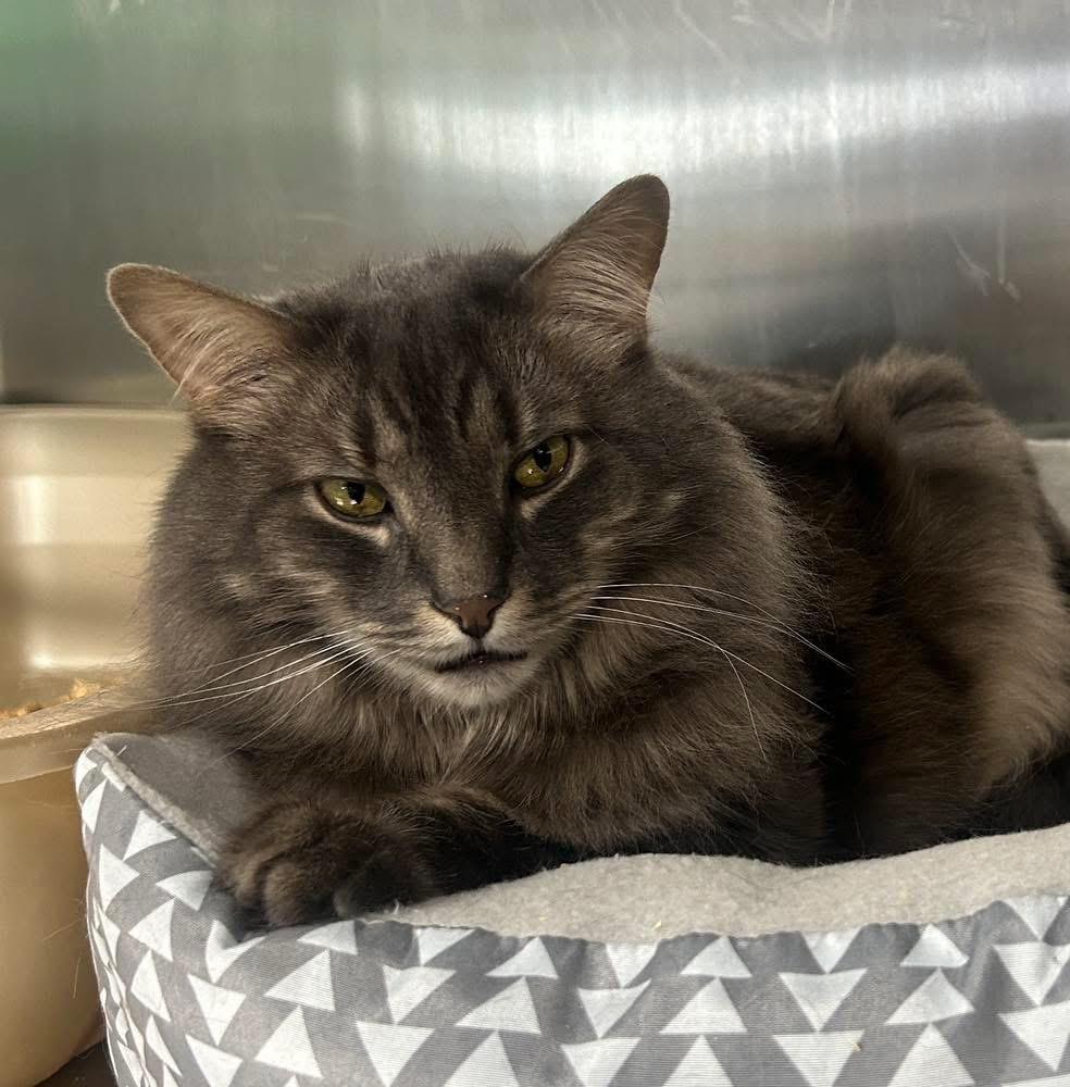 Enlarge Blue, an adopted Domestic Medium Hair in North East, MD image 1/3