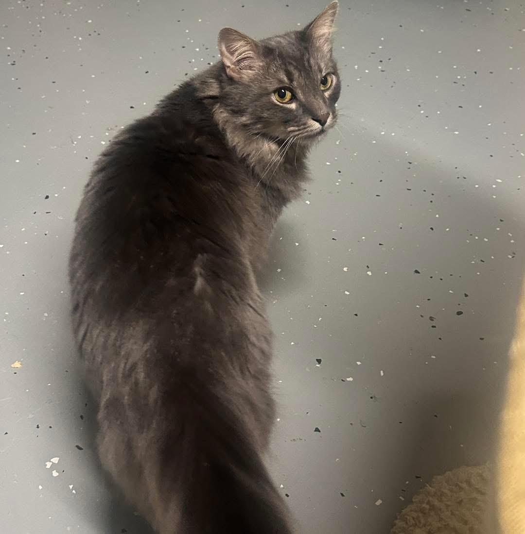 Enlarge Blue, an adopted Domestic Medium Hair in North East, MD image 2/3