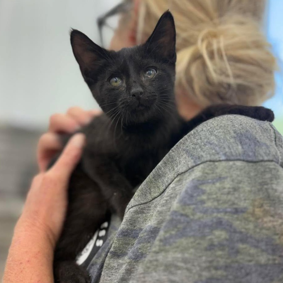 Star, ADOPTABLE, Kitten Female Domestic Short Hair.