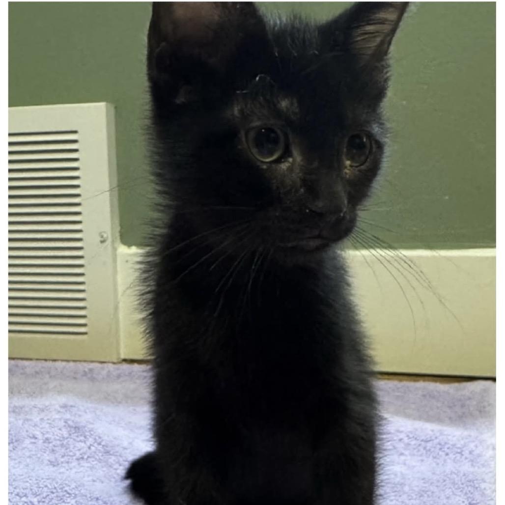 Star, a ADOPTABLE Domestic Short Hair in Richmond, MO image 2/2