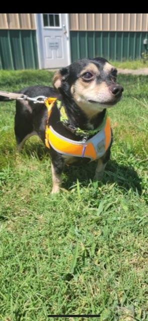 Enlarge PACO!, a Adopted Chiweenie in Owensboro, KY image 2/6