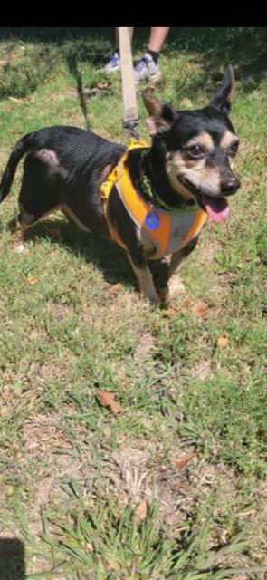 Enlarge PACO!, a Adopted Chiweenie in Owensboro, KY image 3/6