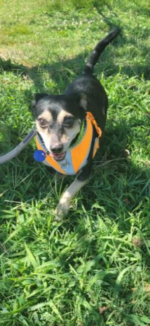 Enlarge PACO!, a Adopted Chiweenie in Owensboro, KY image 4/6
