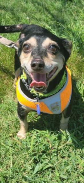 Enlarge PACO!, a Adopted Chiweenie in Owensboro, KY image 5/6
