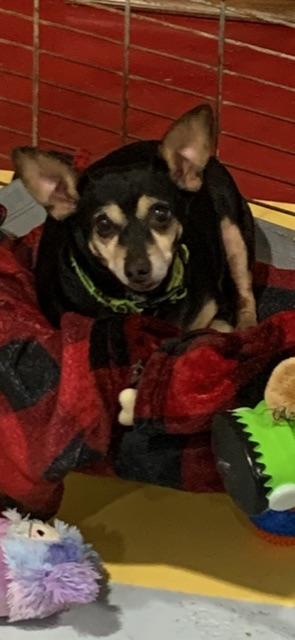 Enlarge PACO!, a Adopted Chiweenie in Owensboro, KY image 6/6