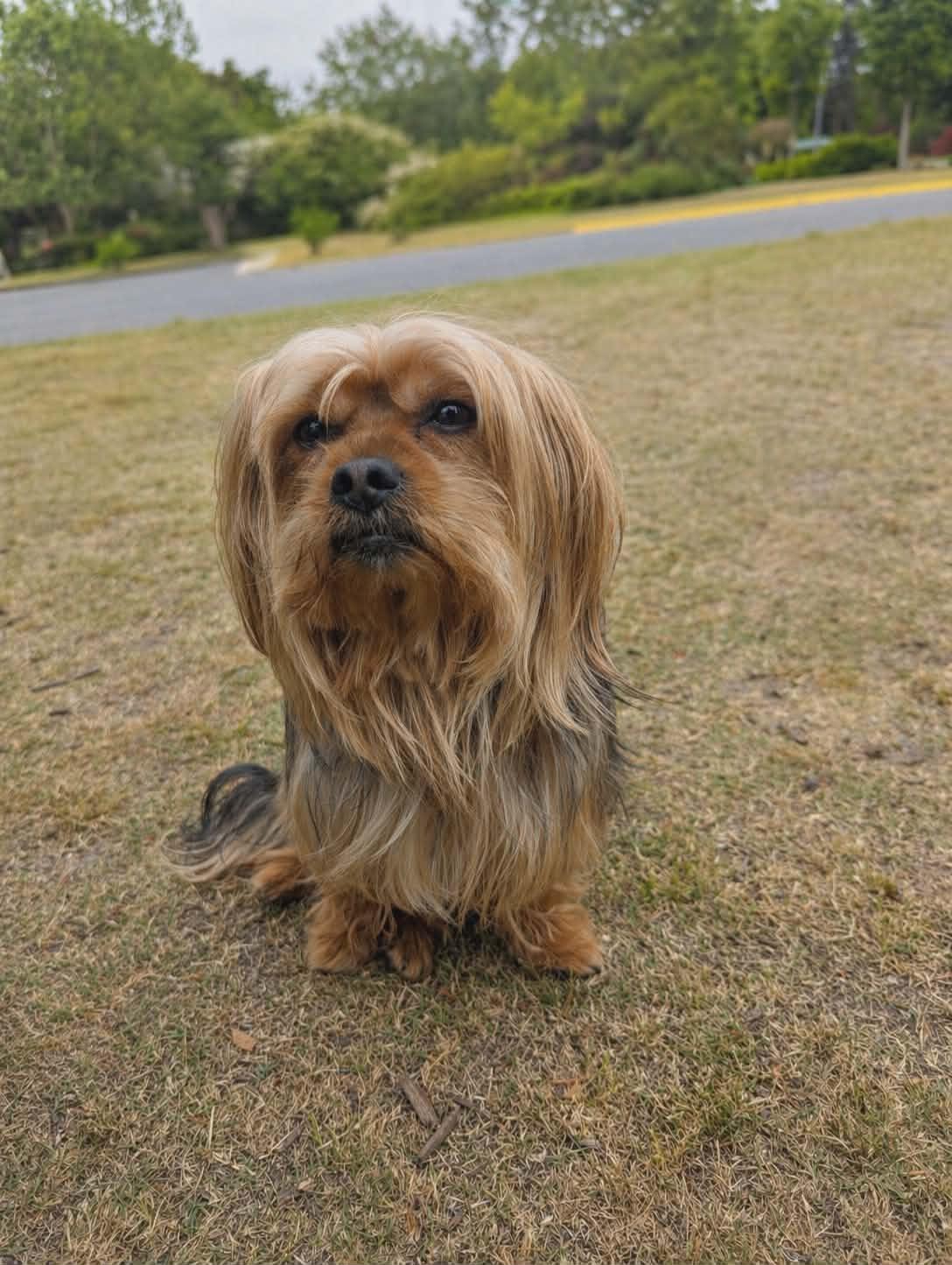 Enlarge Copper, a Adopted Yorkshire Terrier in Virginia Beach, VA image 1/1