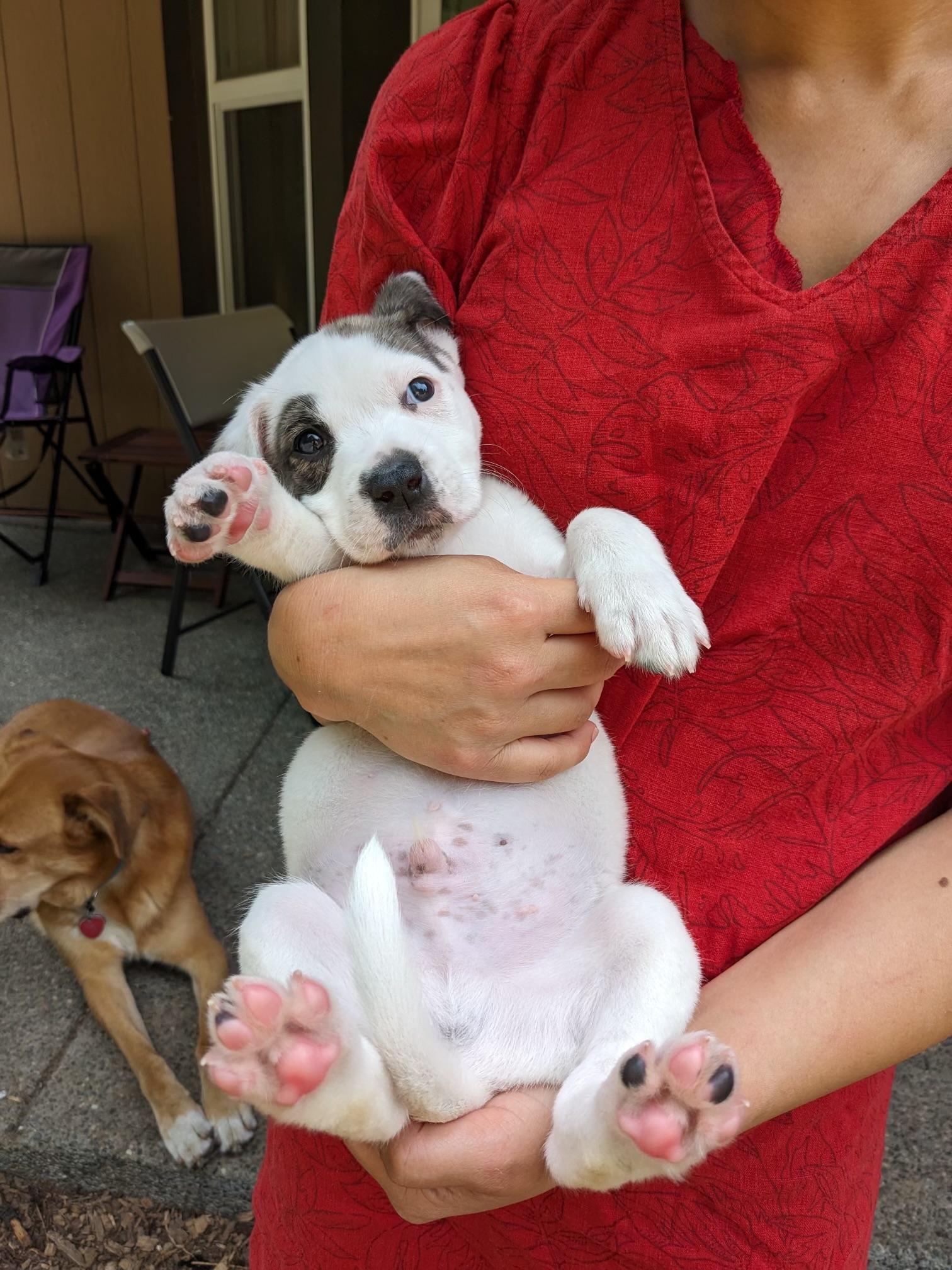 Patches, Adopted, Adult Male Husky & Pit Bull Terrier.