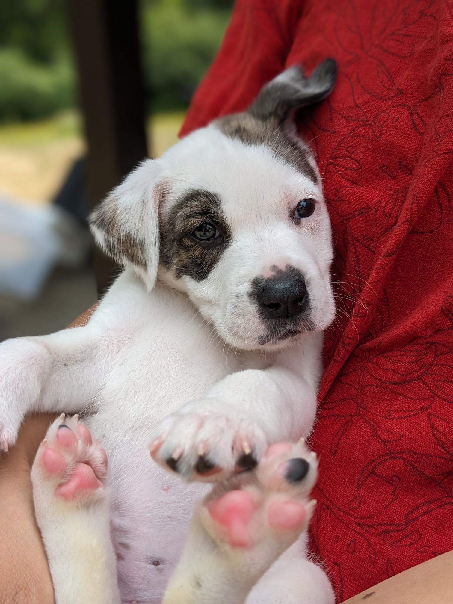 Patches, a Adopted mixed breed in Gig Harbor, WA image 2/6