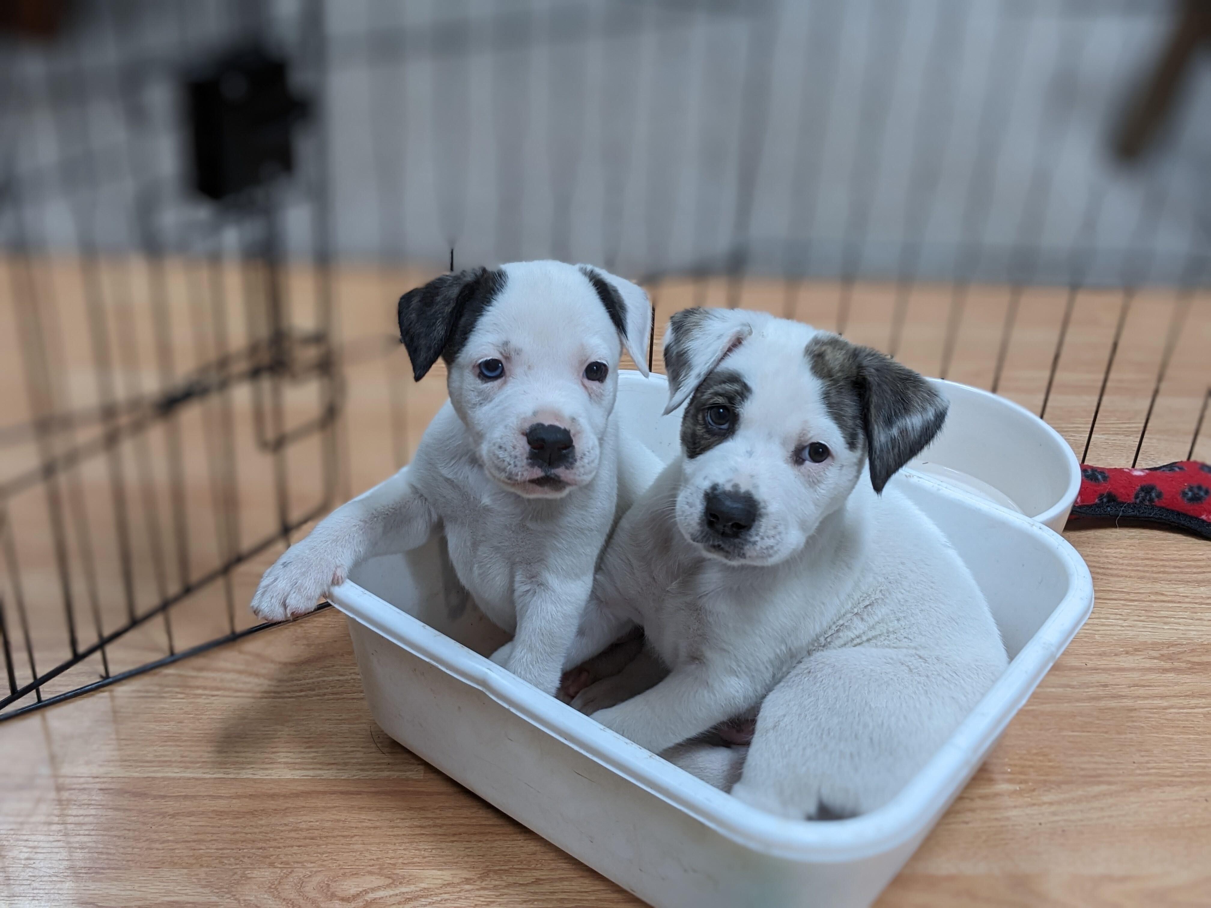 Patches, a Adopted mixed breed in Gig Harbor, WA image 5/6