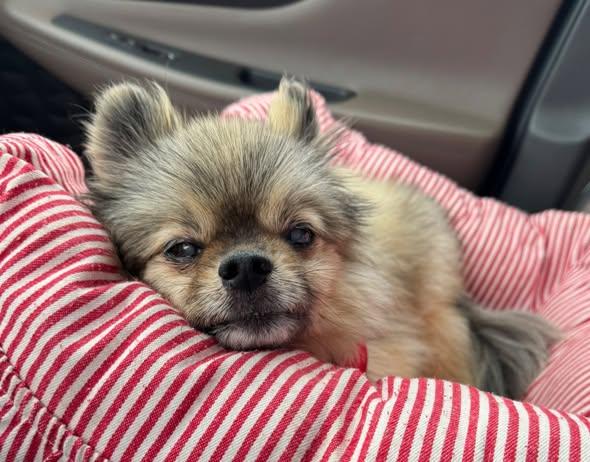 Oso, an adopted Pomeranian in Rockville, MD image 2/6