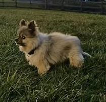 Oso, an adopted Pomeranian in Rockville, MD image 1/6