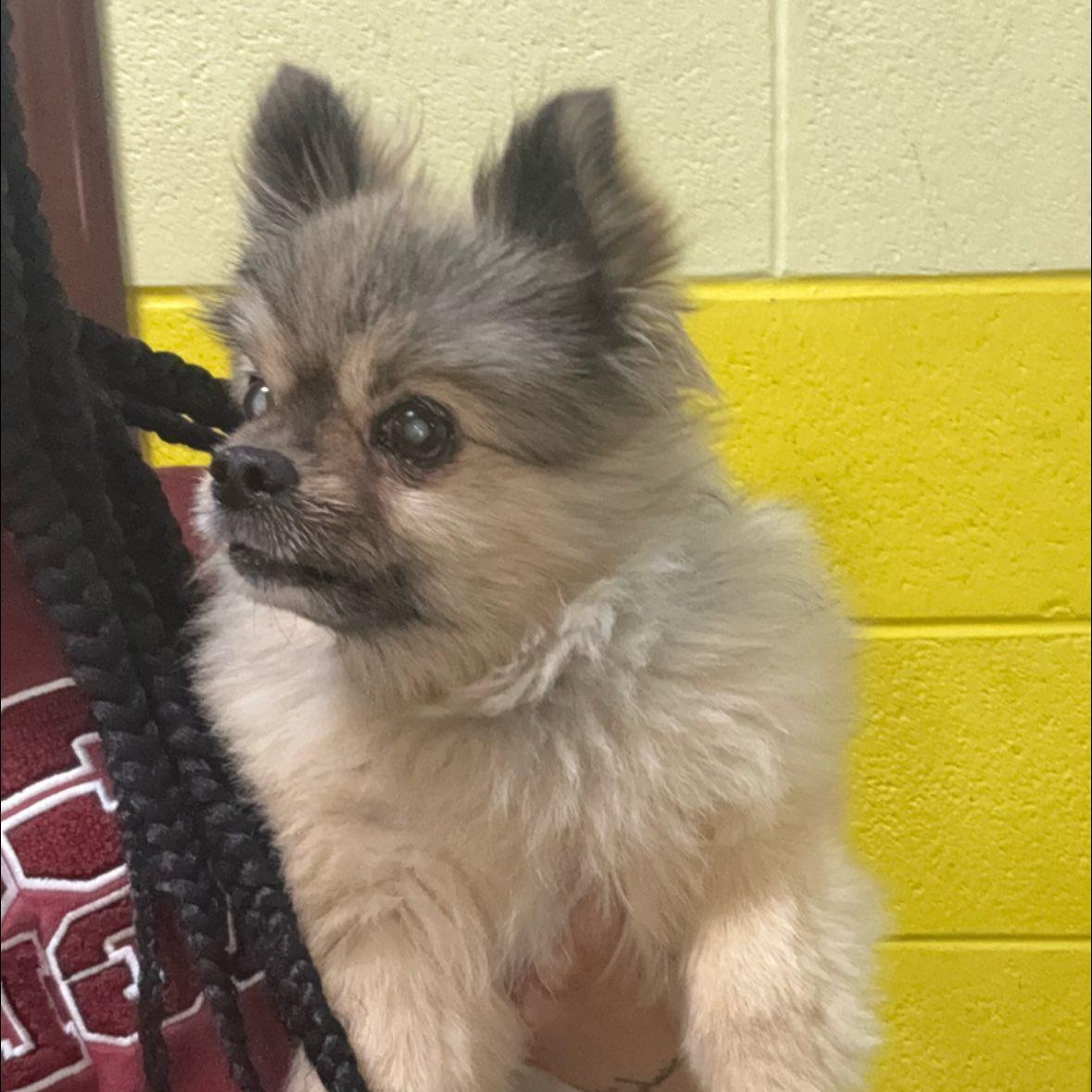 Oso, an adopted Pomeranian in Rockville, MD image 4/6