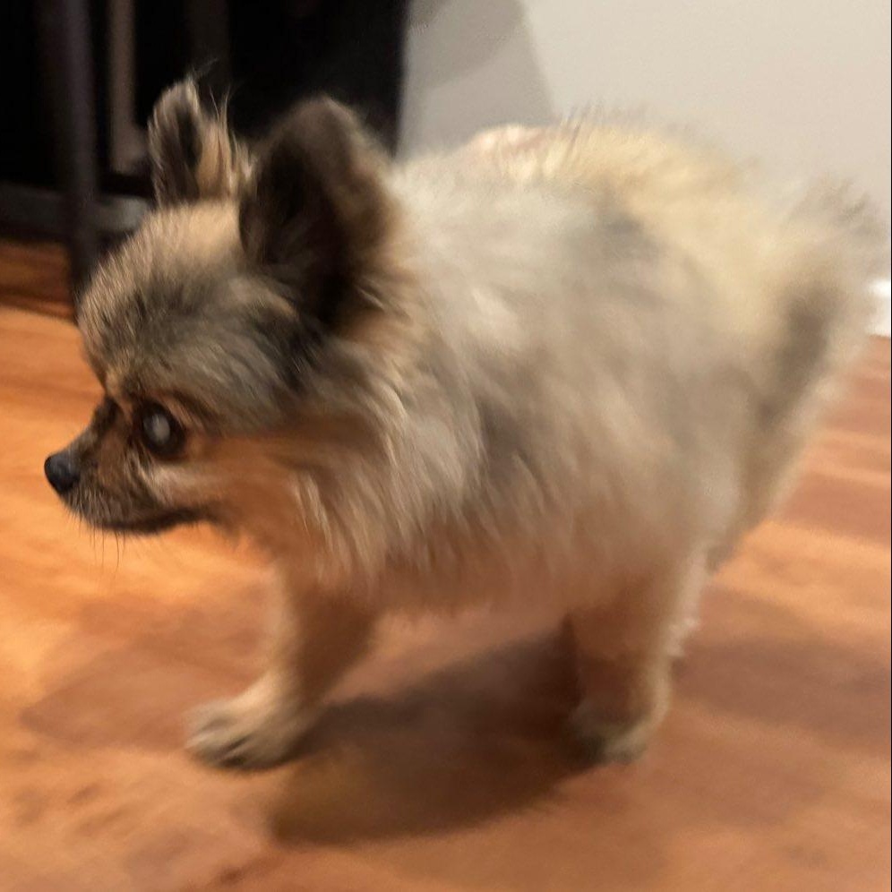 Oso, an adopted Pomeranian in Rockville, MD image 6/6