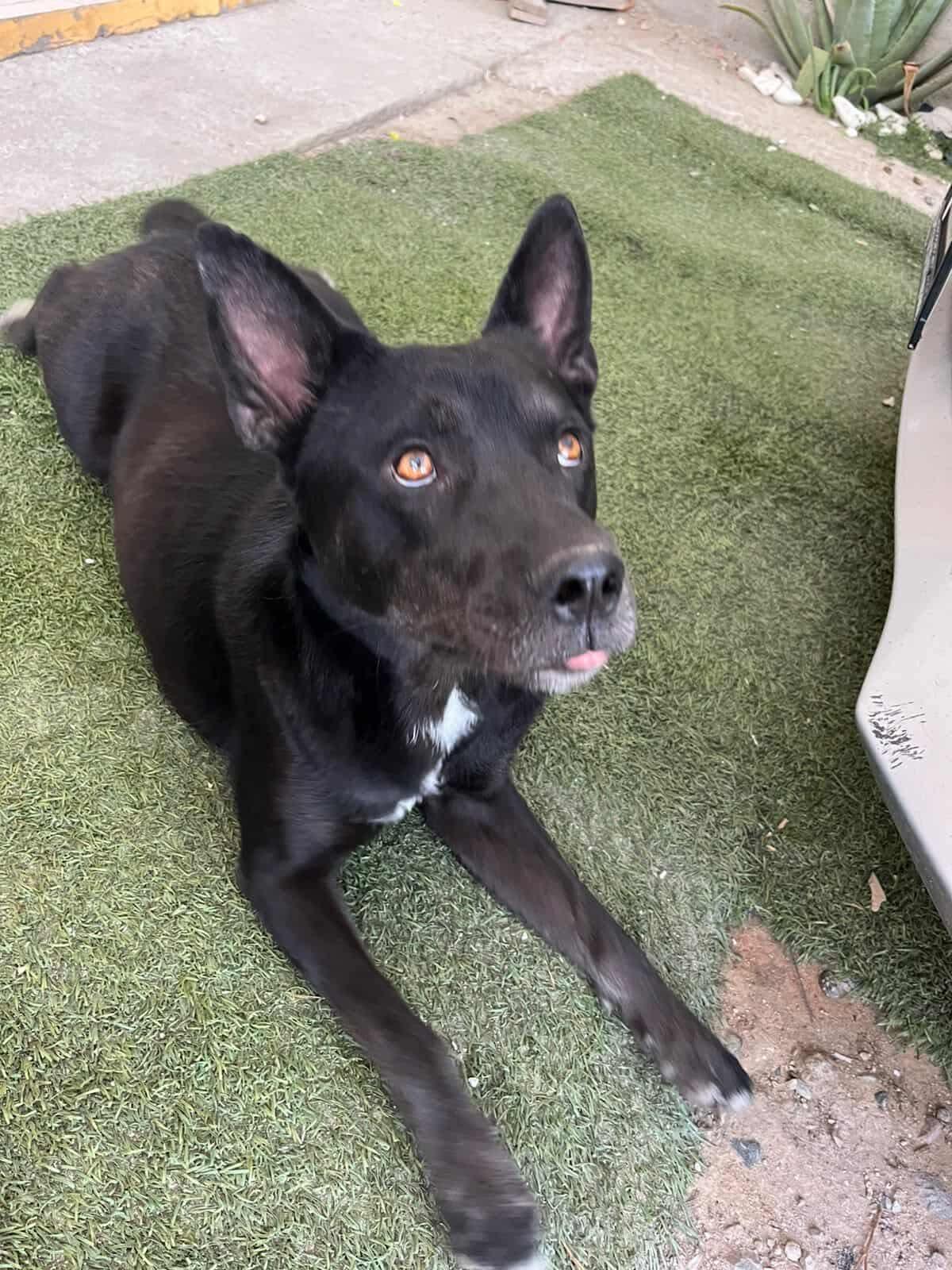 Enlarge Dexter, a Adoptable mixed breed in Placentia, CA image 2/5