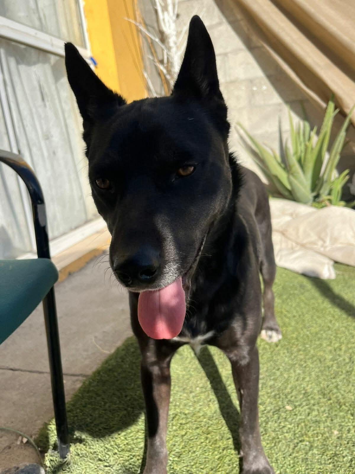 Enlarge Dexter, a Adoptable mixed breed in Placentia, CA image 3/5