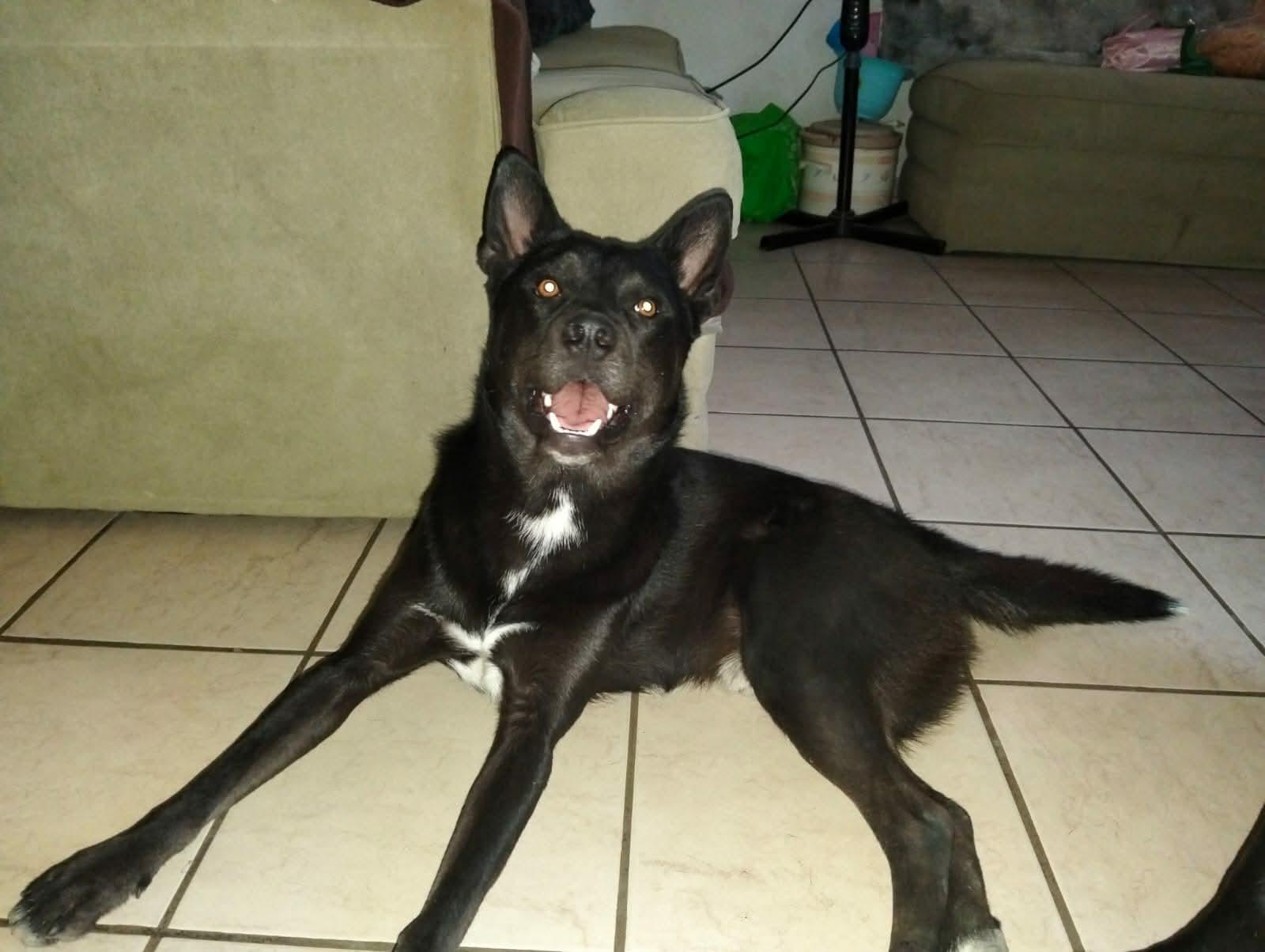 Enlarge Dexter, a Adoptable mixed breed in Placentia, CA image 4/5