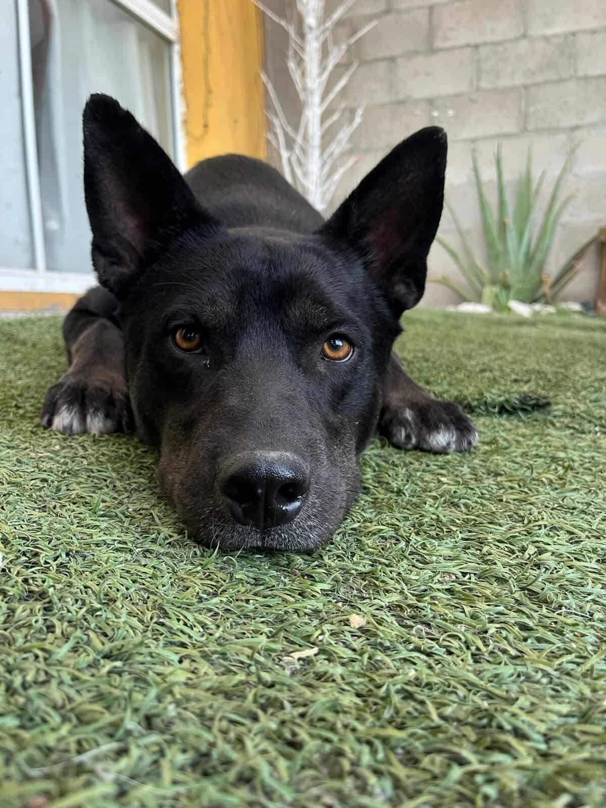 Enlarge Dexter, a Adoptable mixed breed in Placentia, CA image 1/5