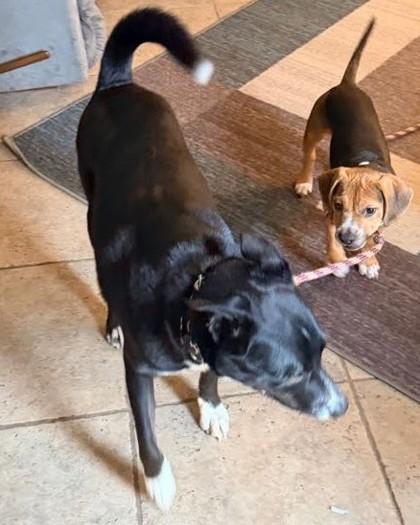 Enlarge Koa, a Adoptable mixed breed in Pleasanton, CA image 1/3