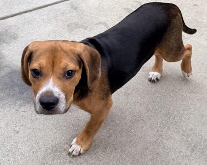 Enlarge Koa, a Adoptable mixed breed in Pleasanton, CA image 2/3