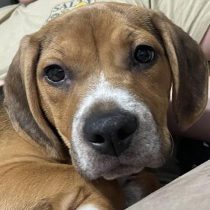 Enlarge Koa, a Adoptable mixed breed in Pleasanton, CA image 3/3