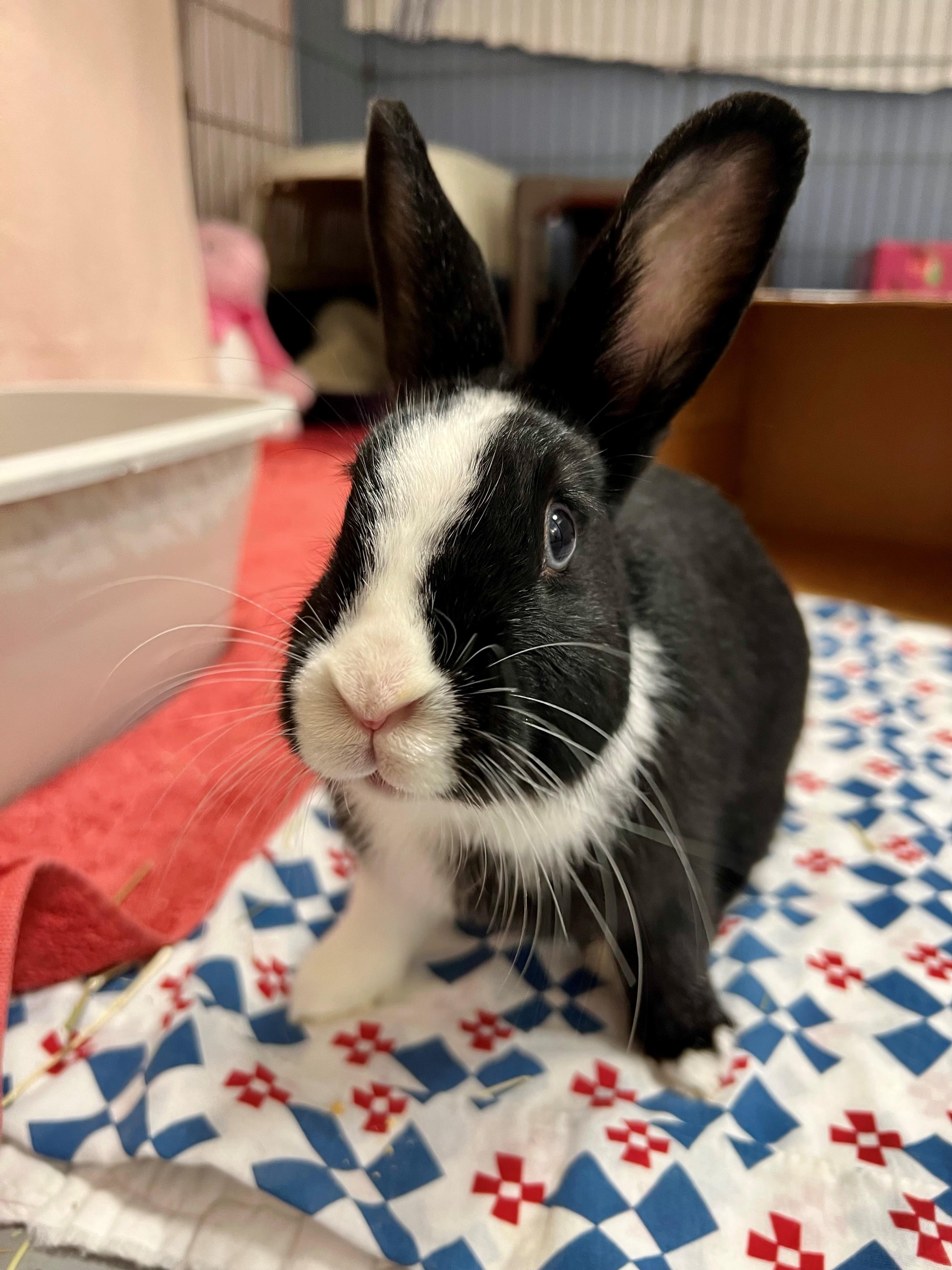 Nettle, a Adoptable Dutch in New Westminster, BC image 1/3