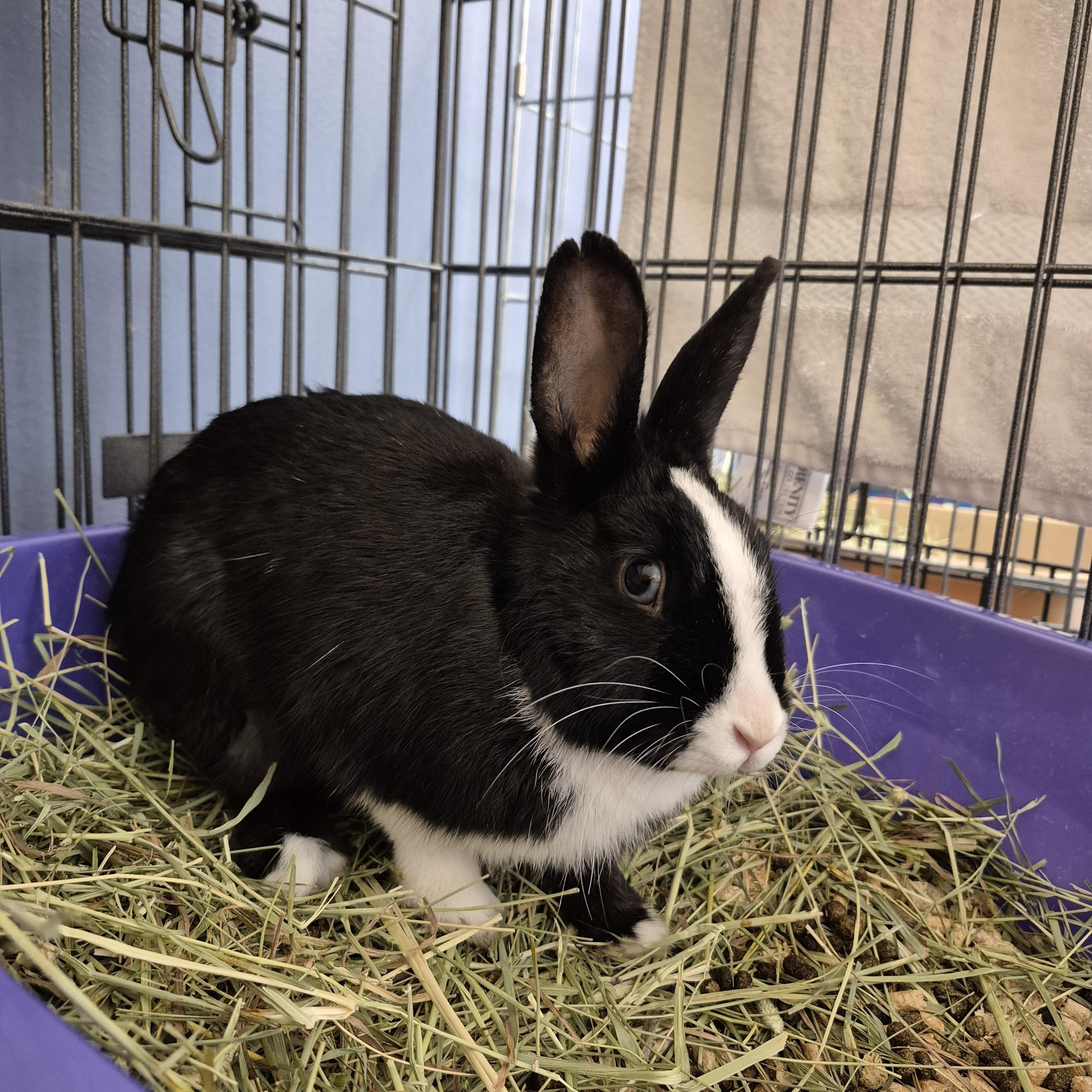 Nettle, a Adoptable Dutch in New Westminster, BC image 3/3