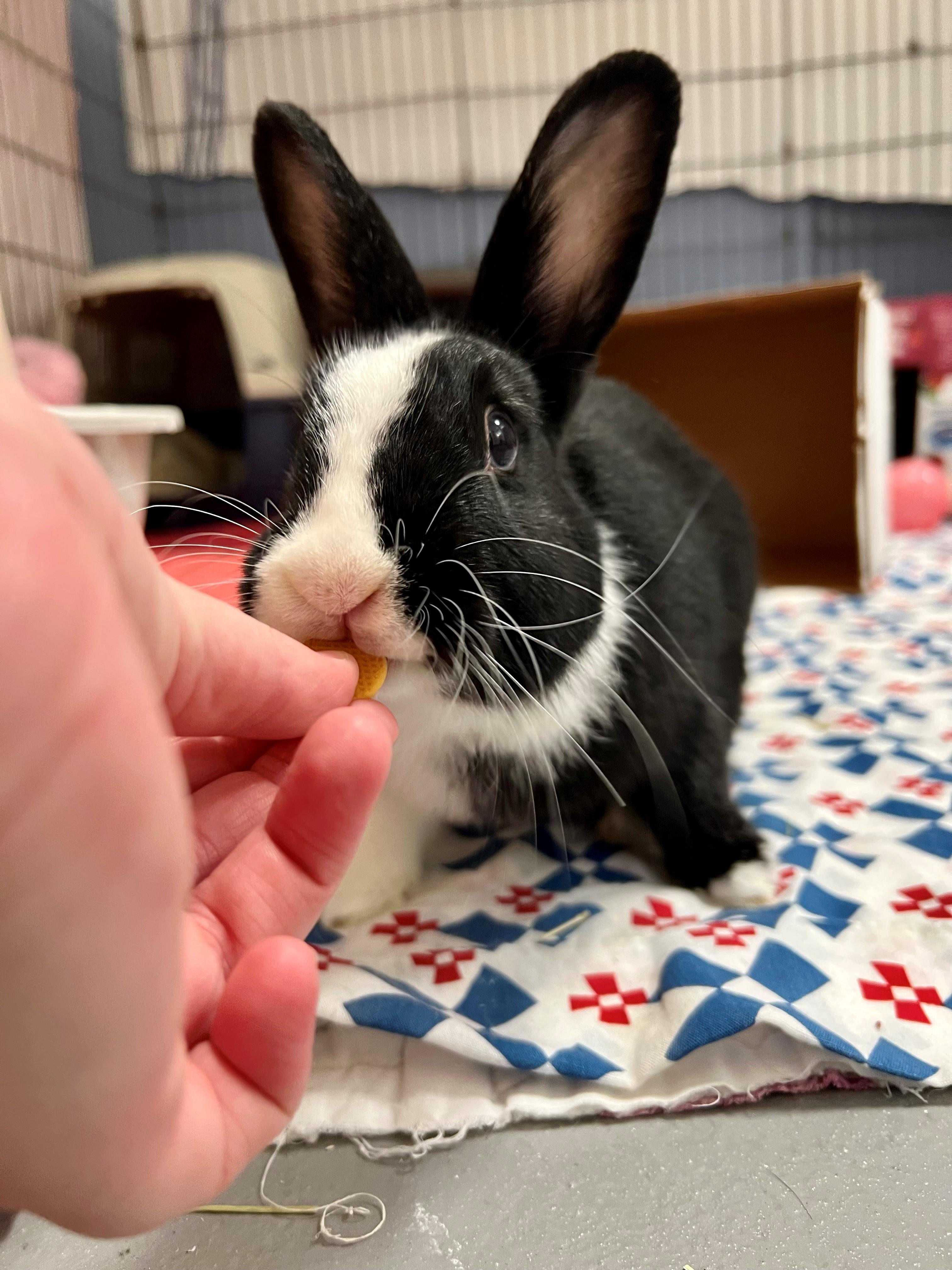 Nettle, a Adoptable Dutch in New Westminster, BC image 2/3