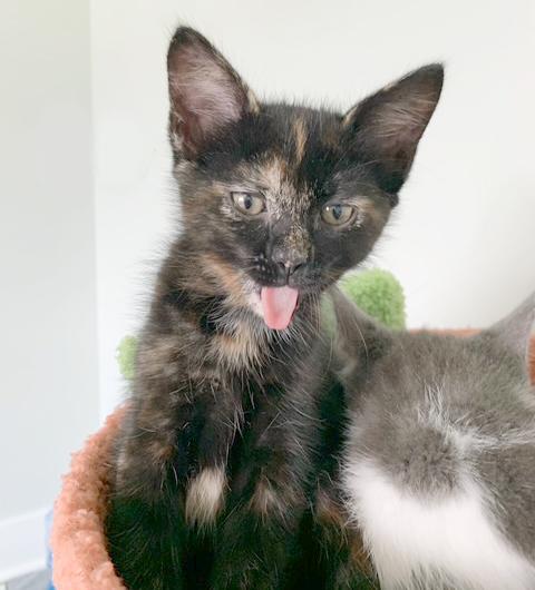 Enlarge Kathy, a Adoptable Tortoiseshell in Parkville, MO image 3/6