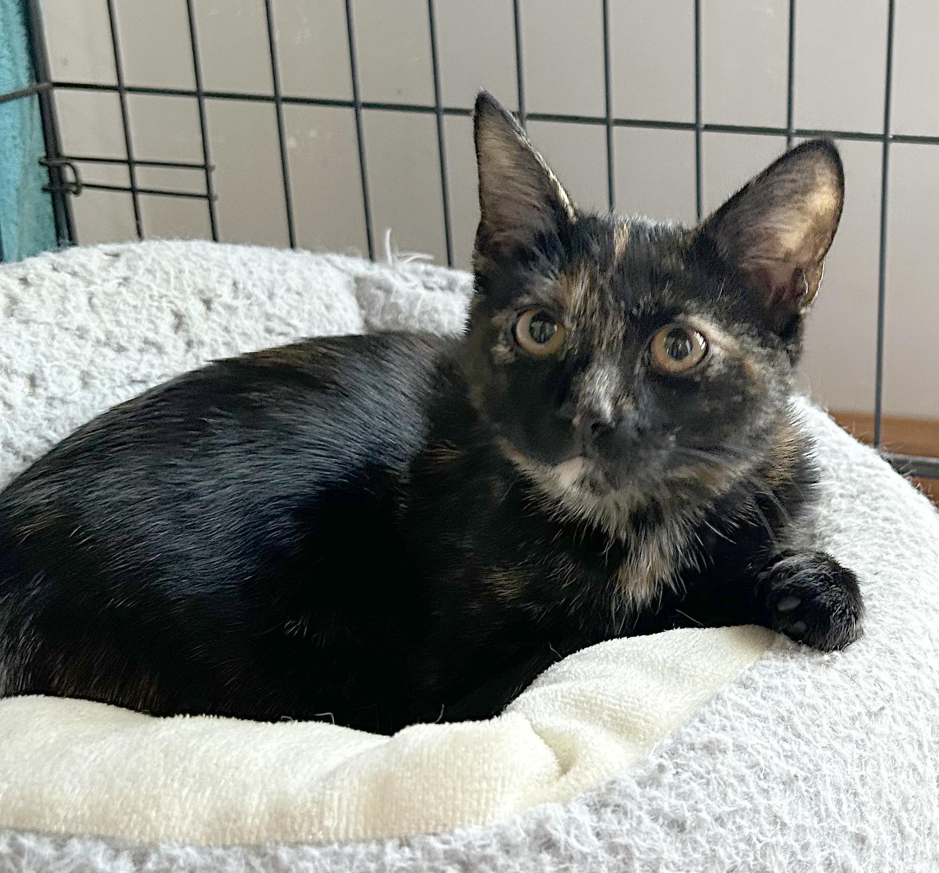 Enlarge Kathy, a Adoptable Tortoiseshell in Parkville, MO image 6/6