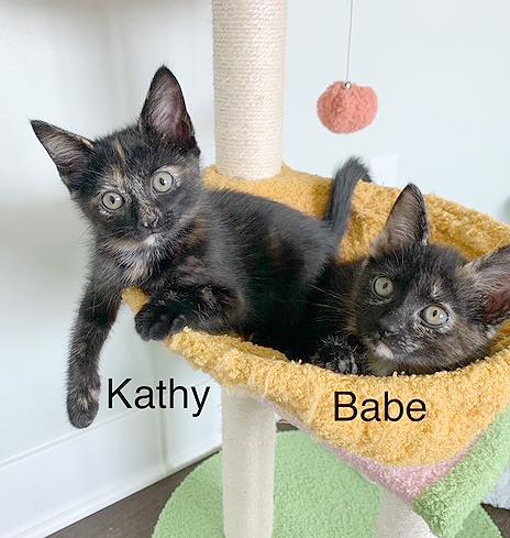 Enlarge Kathy, a Adoptable Tortoiseshell in Parkville, MO image 5/6