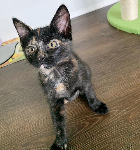Enlarge Kathy, a Adoptable Tortoiseshell in Parkville, MO image 4/6