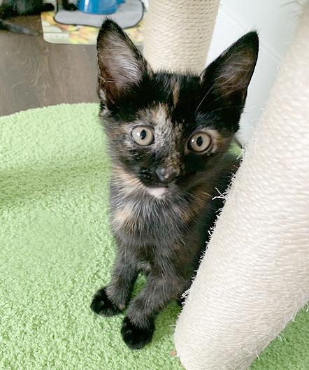 Enlarge Kathy, a Adoptable Tortoiseshell in Parkville, MO image 2/6