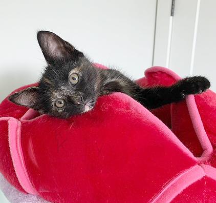 Kathy, Adoptable, Kitten Female Tortoiseshell.