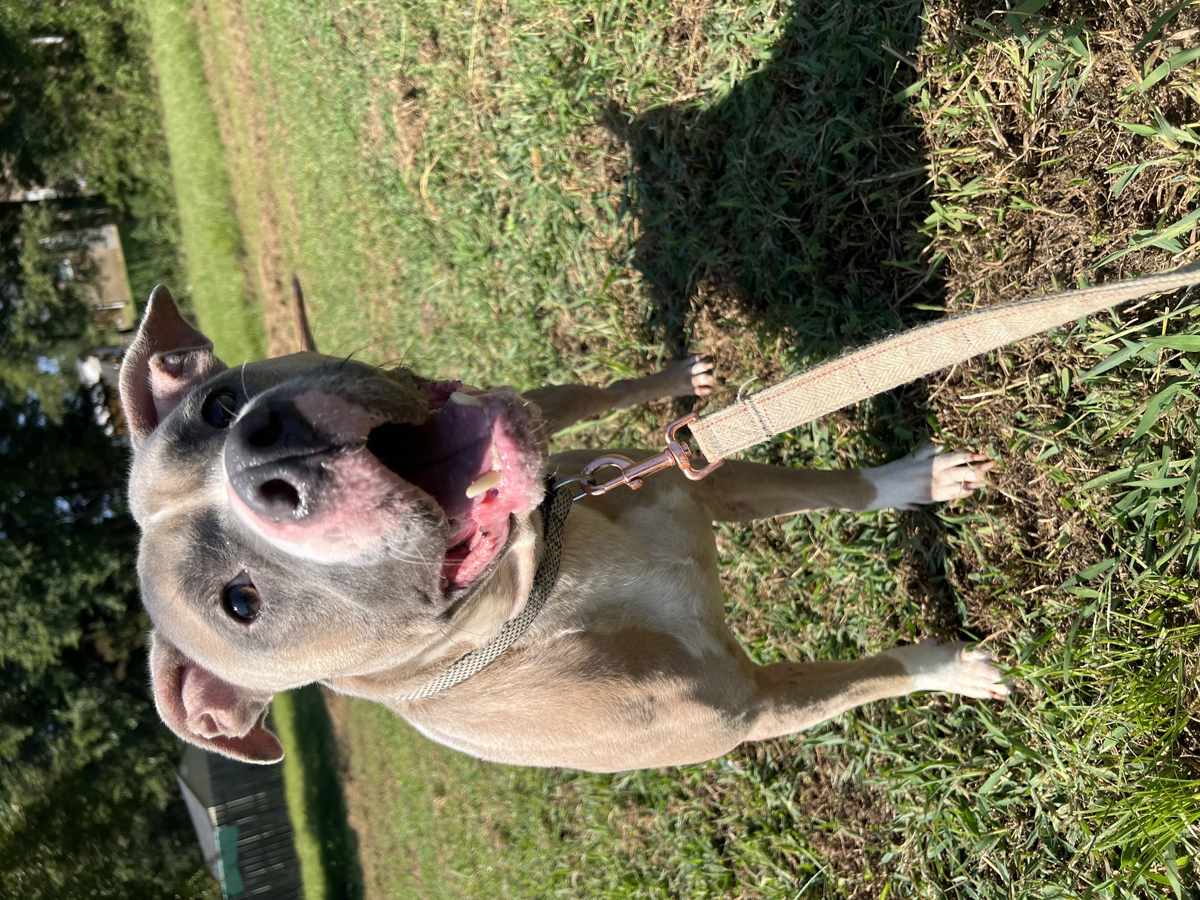 Ditto, a Adoptable mixed breed image 2/3