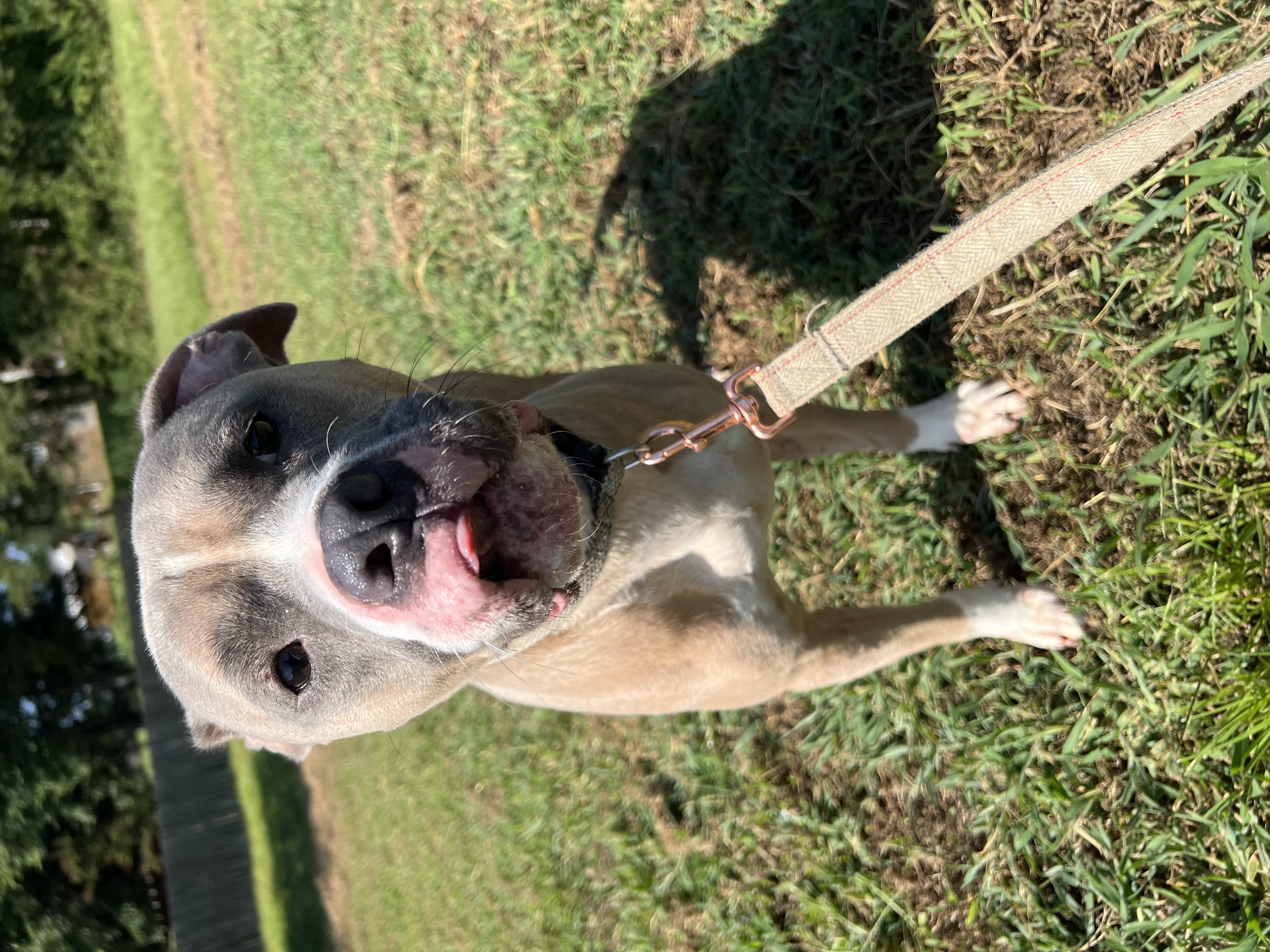 Ditto, a Adoptable mixed breed image 3/3