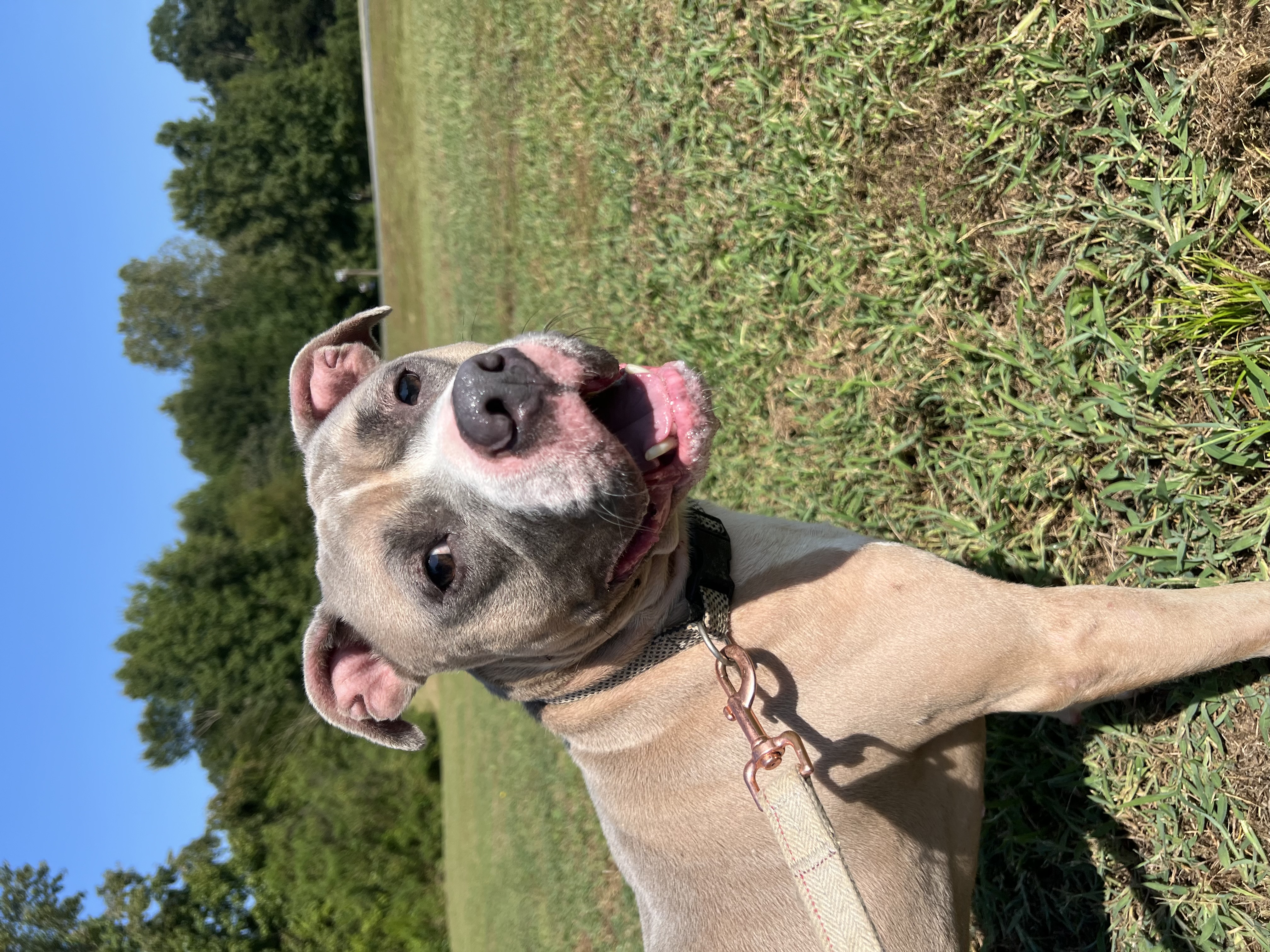 Ditto, a Adoptable mixed breed image 1/3